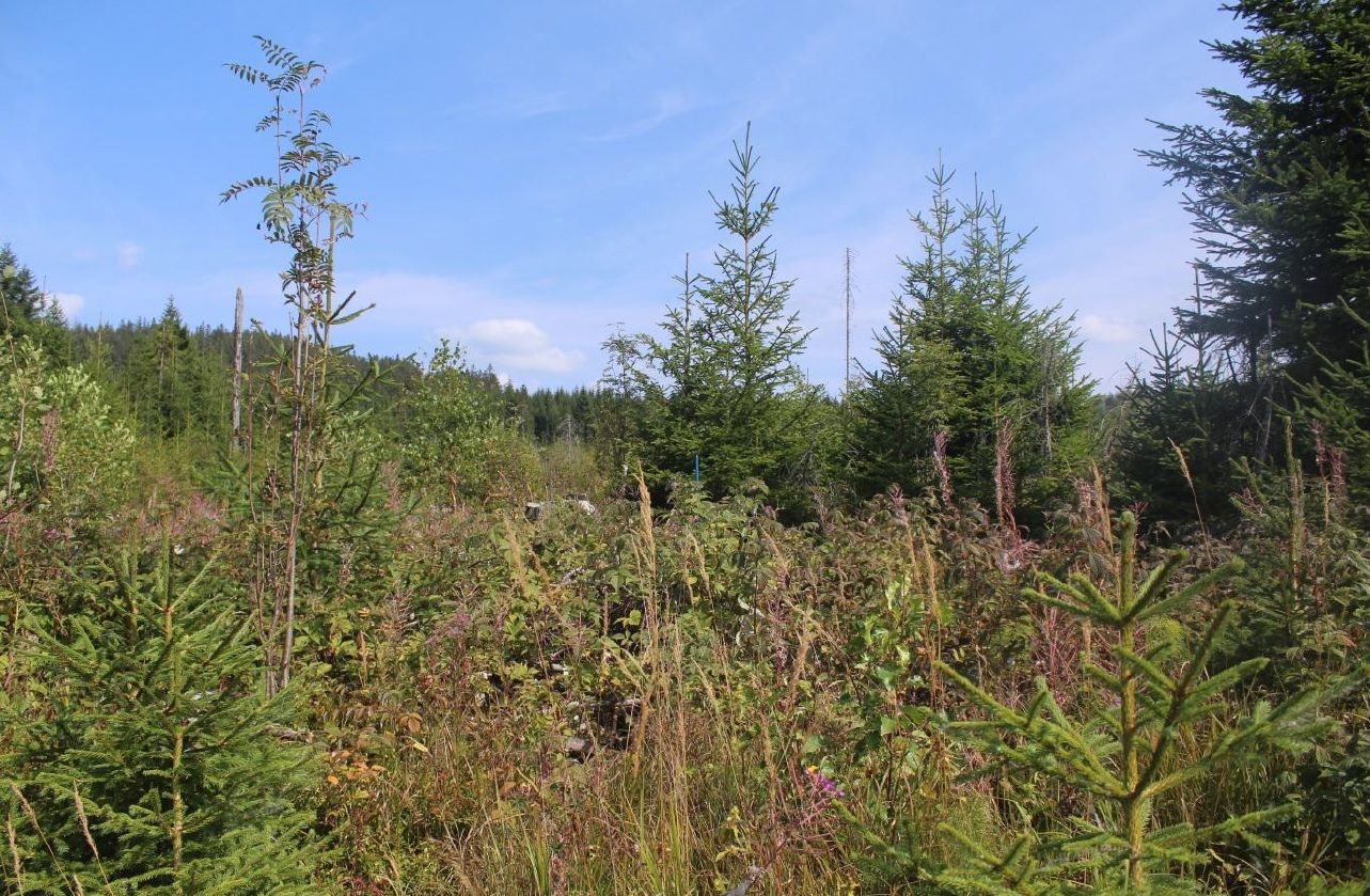 obrázek: NP Šumava: Les se obnovuje nečekanou rychlostí 