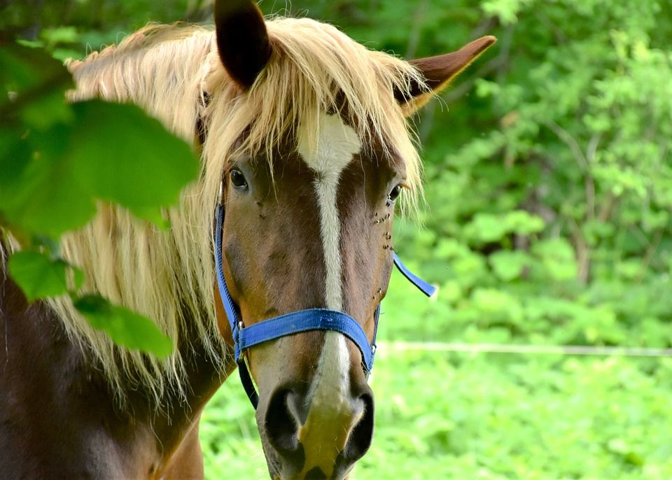 Veterináře zranila kobyla při inseminaci