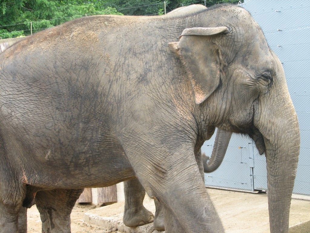 obrázek: Plzeňská zoo chce slony. Město udělalo další krok 