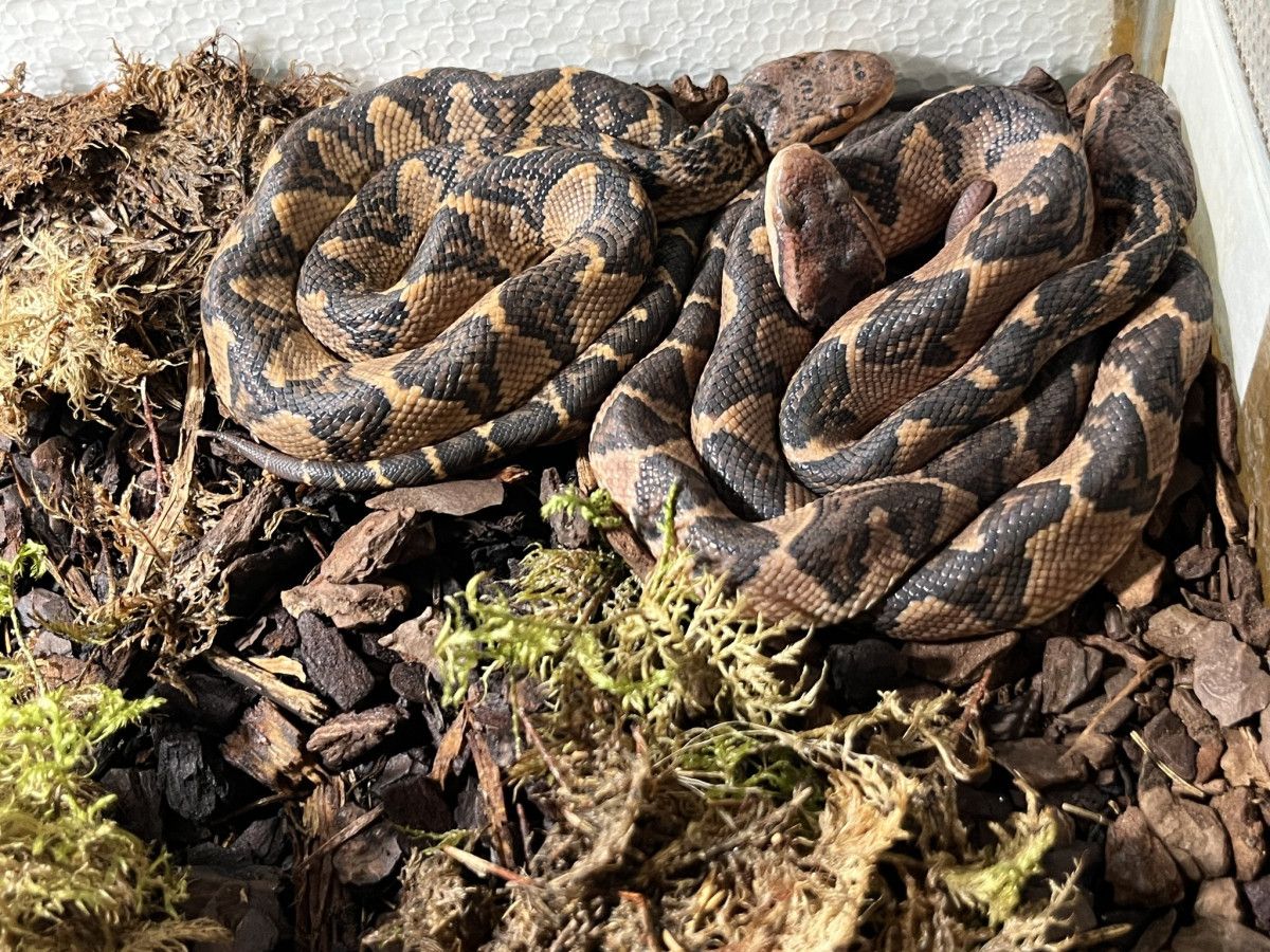 Zoo Plzeň slaví úspěch: Vylíhla se vzácná mláďata křovináře němého