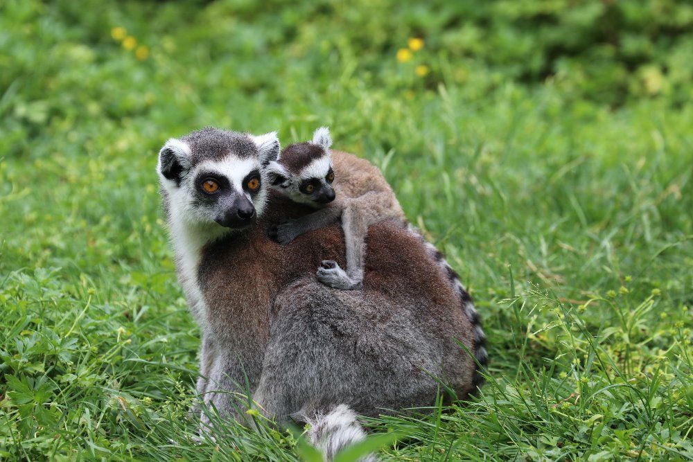 Dvojčata lemura - nové přírůstky v plzeňské zoo