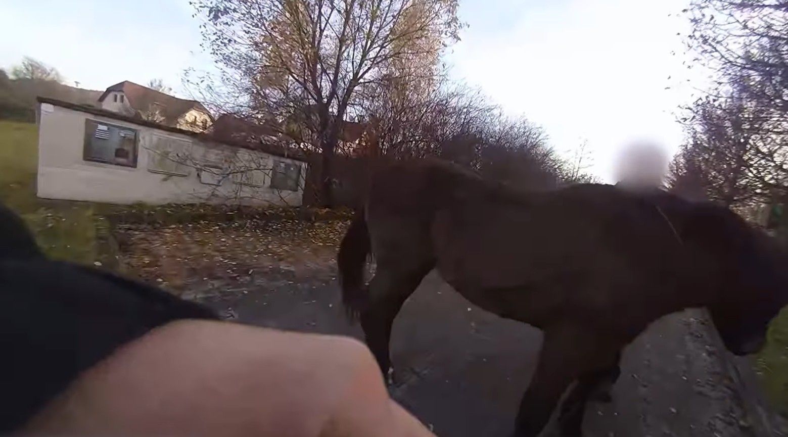 Klisna na útěku se honila s Městskou policií