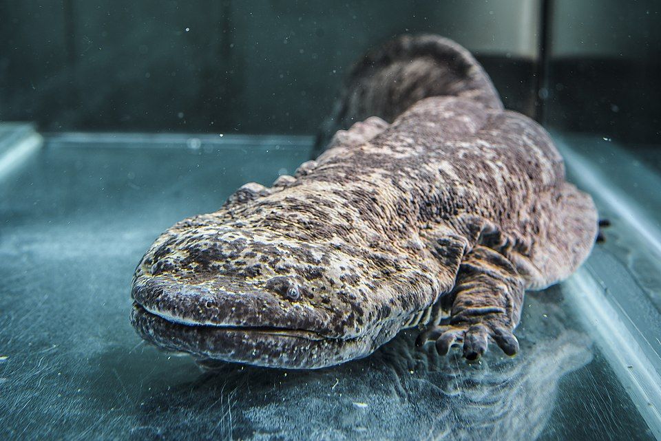 Vzácný Velemlok nalezen u plzeňské zoo - případ řeší policie
