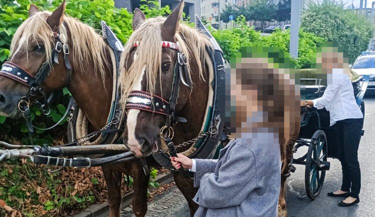 Kuriózní nehoda koňského spřežení v centru Plzně
