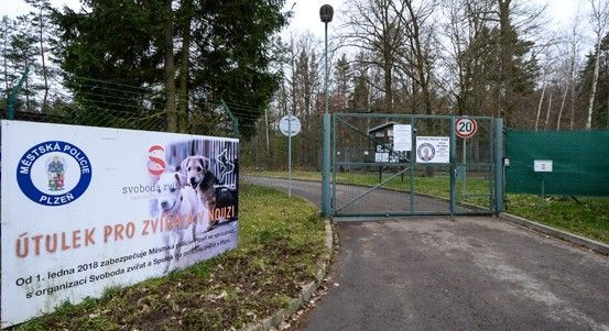 Plzeň přispívá 1000 Kč na kastraci útulkových koček