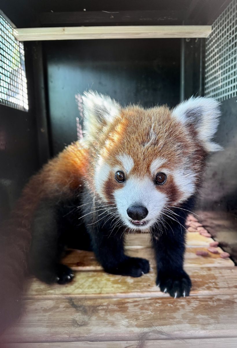 Nový samec pandy Mushu v Plzeňské ZOO