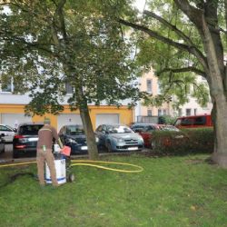 Stoletý strom na Slovanech dostal speciální půdní výživu