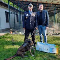 Zájem je o mladé psy malých plemen a štěňata. Staří a velcí psi mají často smůlu