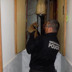 Kočka uvízla ve ventilační šachtě domu