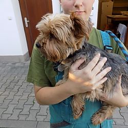 Odložená zvířata