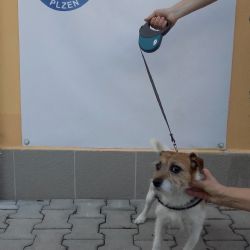Psi odchycení 23.8. 2016