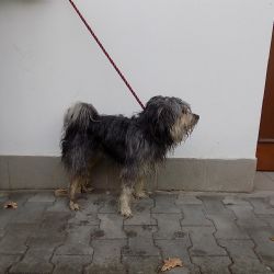 Sousedé si pomáhali se psy uprchlíky