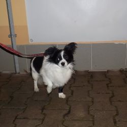 Strážníci na odchytovém vozidle měli napilno