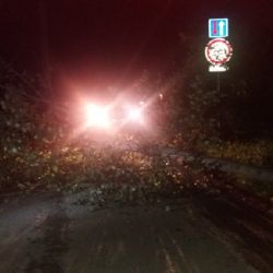Strom v silnici
