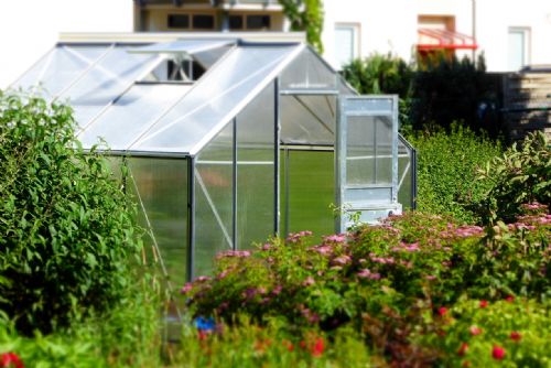 Foto: 5 rad jak pěstovat ve skleníku efektivně