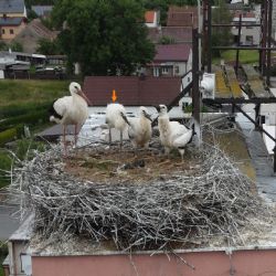 Adoptovaným čápům na náhradních hnízdech v kraji se daří dobře