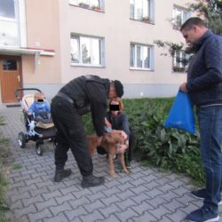 Akce Kostička kontrolovala pejskaře na Borech