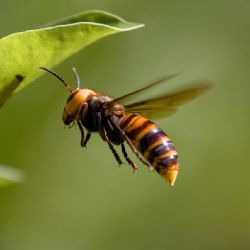 Asijské sršně budou na západě Čech lákat desítky pastí