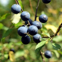 Bezohlední sběrači borůvek zaměstnávají strážce NP Šumava