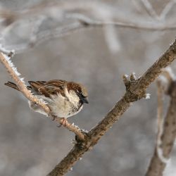 Je tu Ptačí hodinka, v Plzeňském kraji loni vládl vrabec