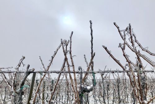 Foto: Bohemia Sekt: Silný mráz komplikuje práci vinařů a ohrožuje révu