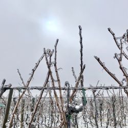 Bohemia Sekt: Silný mráz komplikuje práci vinařů a ohrožuje révu