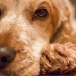 Obce v Plzeňském kraji objednávají veterináře kvůli čipování