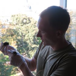 Byty a domy v Plzni opět devastují netopýři