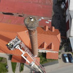 Čápa ze Šťáhlav zabil proud, mláďata jsou v záchranné stanici