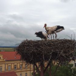 Čápice z Chotěšova zvládla s přehledem úděl samoživitelky