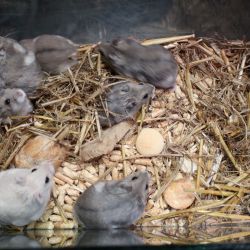 Chcete chovat křečky? Zvířecí záchranáři nabízejí nalezence od popelnice 