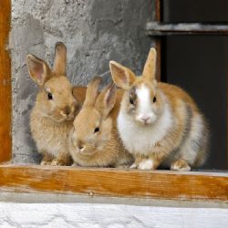Chovatelé, Sokol, rybáři. Kraj podpoří spolkovou činnost