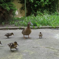 Divoká kachna hnízdila ve vnitrobloku Americké. K vodě ji poslali ochránci zvířat