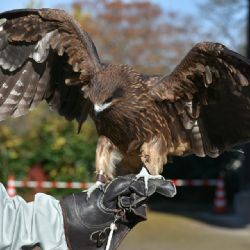 Zoo zve na sokolnické ukázky, jezdí zoovláček