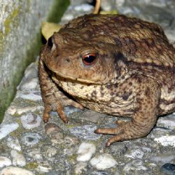 Dvojice dobrovolníků na Tachovsku zachraňuje žáby