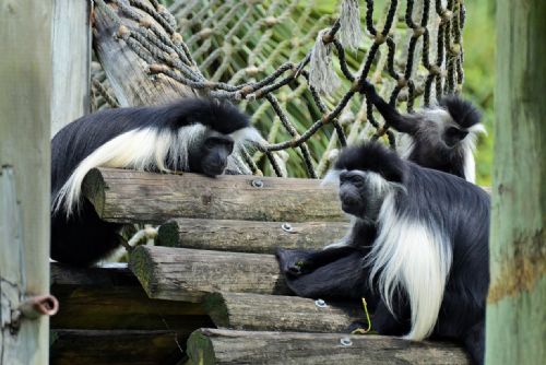 Foto: Guerézy v plzeňské zoo získají v létě nový pavilon