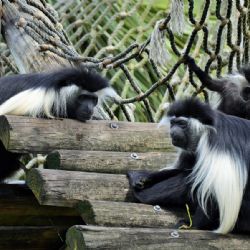 Guerézy v plzeňské zoo získají v létě nový pavilon