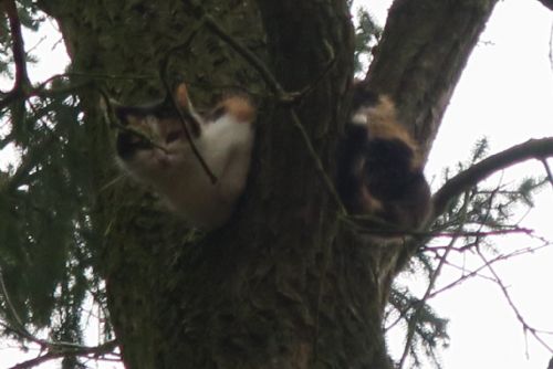 Foto: Hasiči se strážníky zachraňovali kočku ze stromu u plzeňského útuku