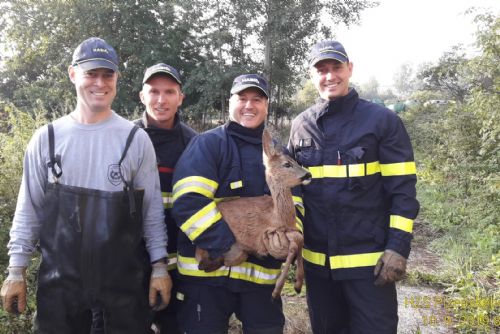 Foto: Hasiči v Nýřanech zachránili srnče z požární nádrže