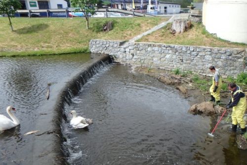 Foto: Hasiči zachraňovali labuťata na Špitálském rybníku v Nepomuku