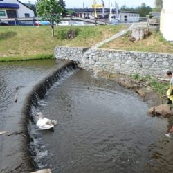 Hasiči zachraňovali labuťata na Špitálském rybníku v Nepomuku