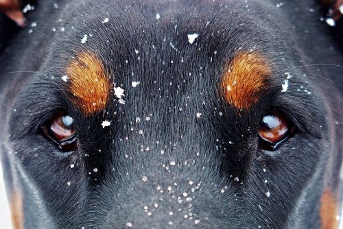 Foto: Hasiči zachraňovali v Dobřanech topícího se psa. Pozor na slabý led
