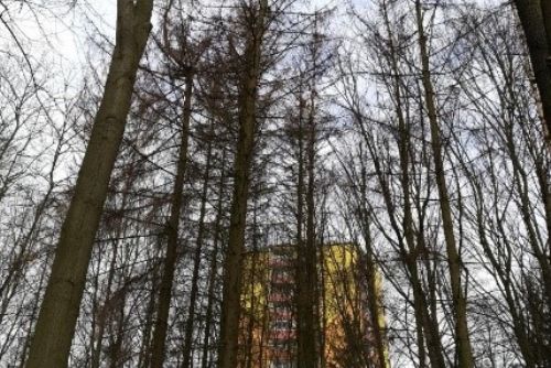 Foto: I v Plzni se musejí kácet poškozené stromy. Kdo nese odpovědnost?