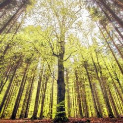 Infocentrum Idina Pila je po dobu nepřístupnosti Boubínského pralesa zavřené
