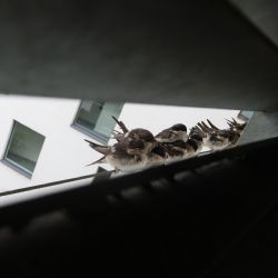Jiřičky se na Plzeňsku schovávají před větrem a deštěm