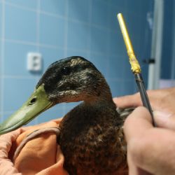 Kačerovi z Radbuzy veterinář vyndal šipku z hlavy