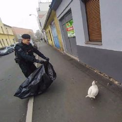 Kachna pochodovala po plzeňském chodníku i silnici