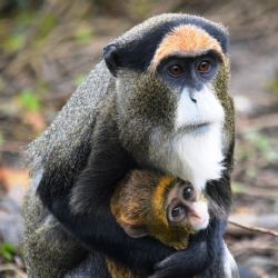 Kočkodan Brazzův v plzeňské zoo má další mládě