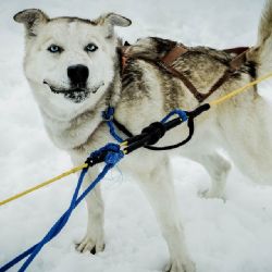 Kraj podpoří studentku i závodníka se psím spřežením