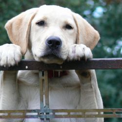 Labradoři vyhození v lese na Tachovsku mají nové domovy